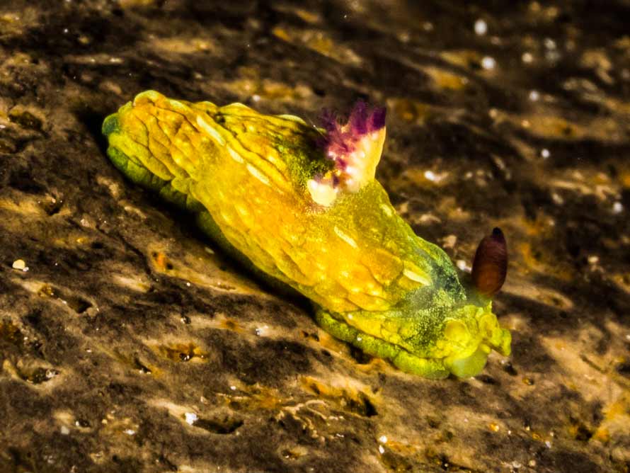 Martadoris cf amakusana